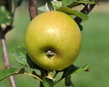 Boghs Lemon Apple